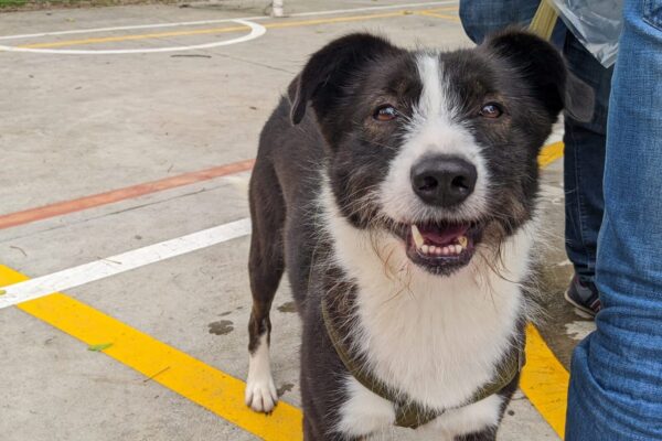 Adoptémonos – Jornada de Adopción Animal