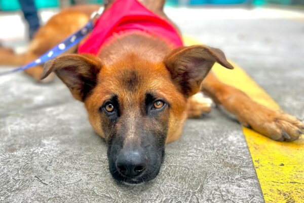 Adoptémonos – Jornada de Adopción Animal