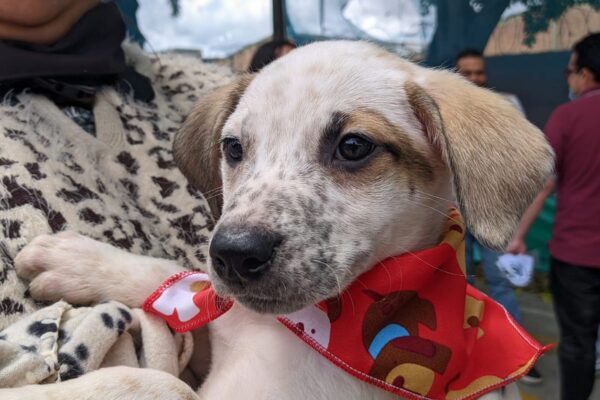 Adoptémonos – Jornada de Adopción Animal