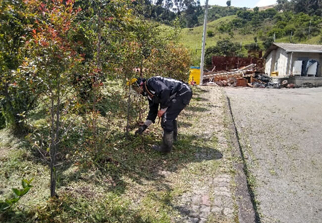 Compensación ambiental – Arboles en sede de Producción