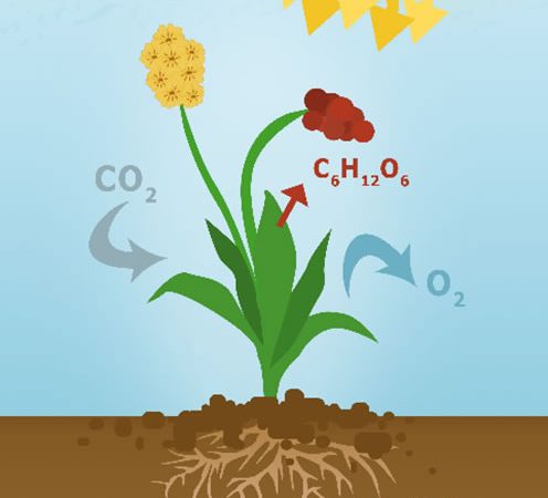 Compensación ambiental – Arboles en sede de Producción
