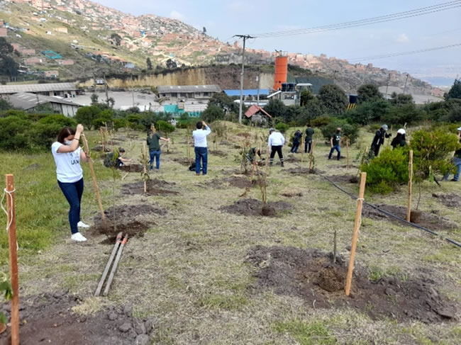 Compensación ambiental – Arboles en sede de Producción