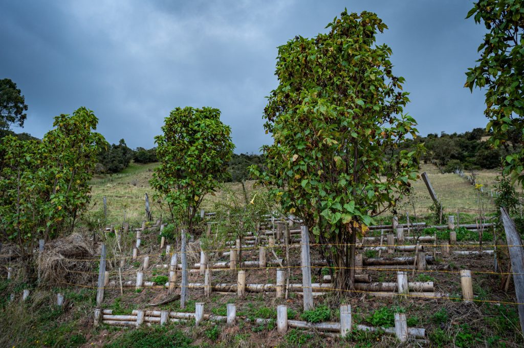 En la vereda La Unión, en Usme, la UMV fortalece la conectividad rural con obras de bioingeniería En la vereda La Unión, en Usme, la UMV fortalece la conectividad rural con obras de bioingeniería